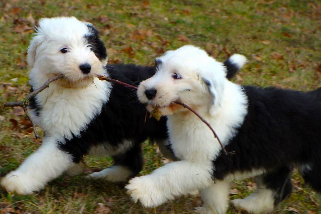 My two English sheepdogs, Enzo and Dino.
